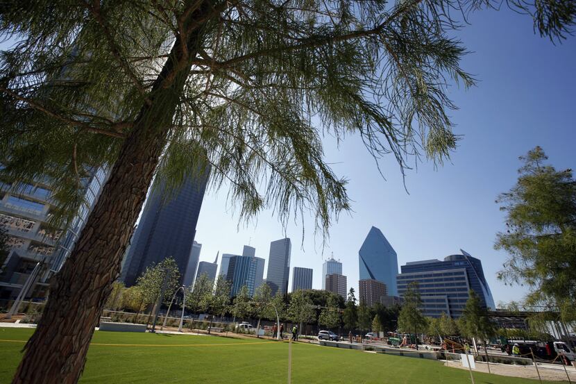 The tough Bermuda turf of the great lawn is taking root, the trees look strong and healthy...
