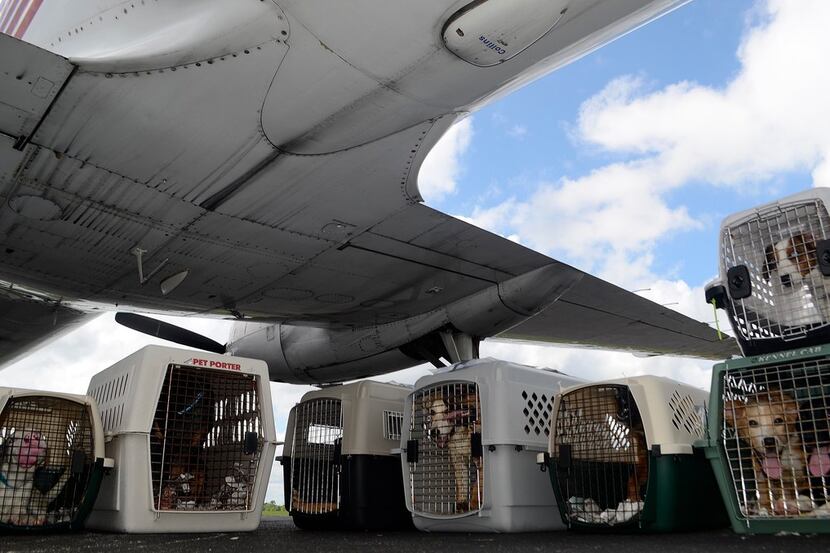 Shelter dogs sit in kennels under the shade of a Wings of Rescue charter plane in...