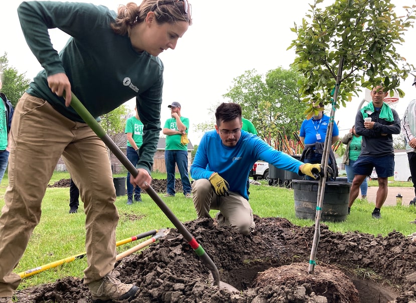 The nonprofit Texas Trees Foundation is gearing up to plant over 1,000 new trees in South...