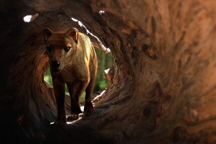 Colossal Biosciences has announced plans to bring back the thylacine, more commonly known as...