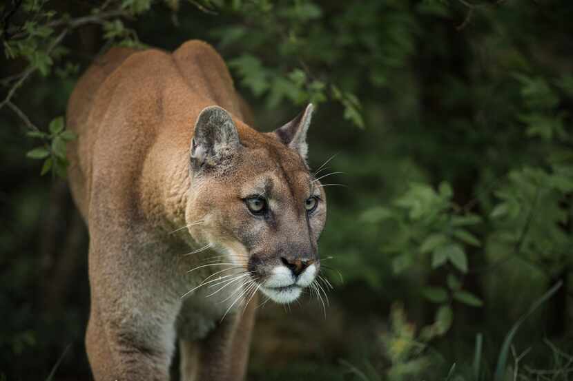 Texas is one of 17 states that is home to a native population of mountain lions but remains...