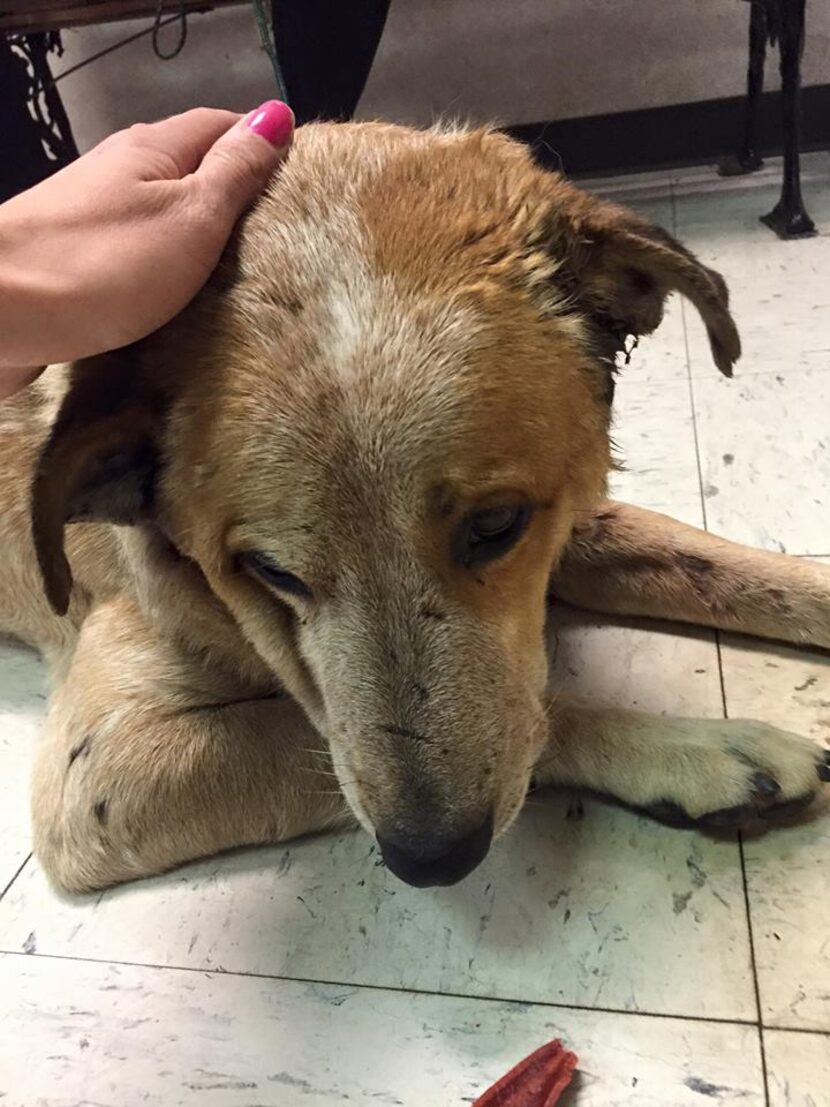  Just this weekend, this street dog was picked up in really bad shape in Fair Park, with...