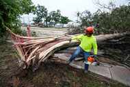 Dionysius Torreros, of the City of Houston, works on clearing a tree that toppled across...