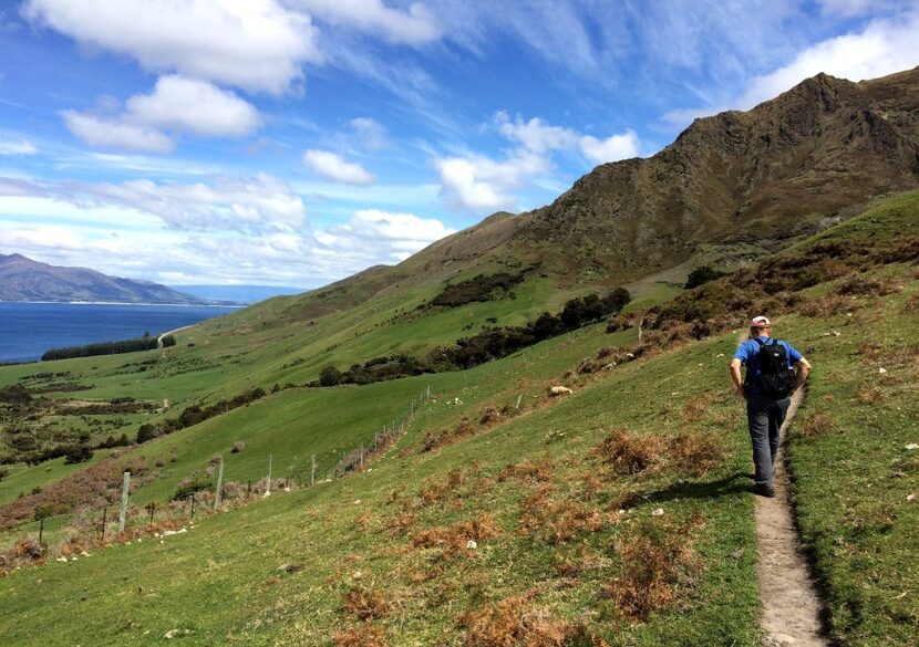 A hiker tramps through pastureland in the early part of the Isthmus Peak Track near Wanaka. 