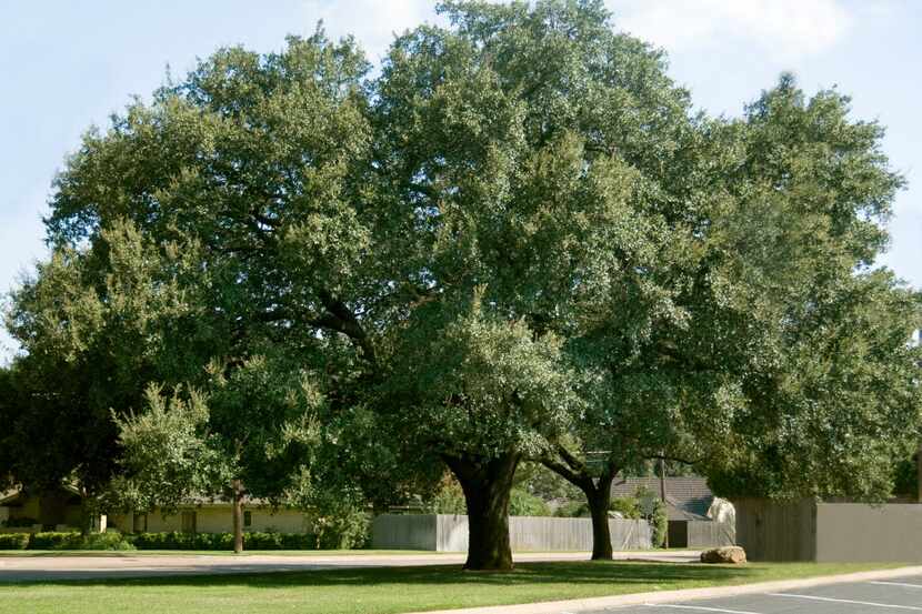 A large live oak can spread up to 60 feet wide. 