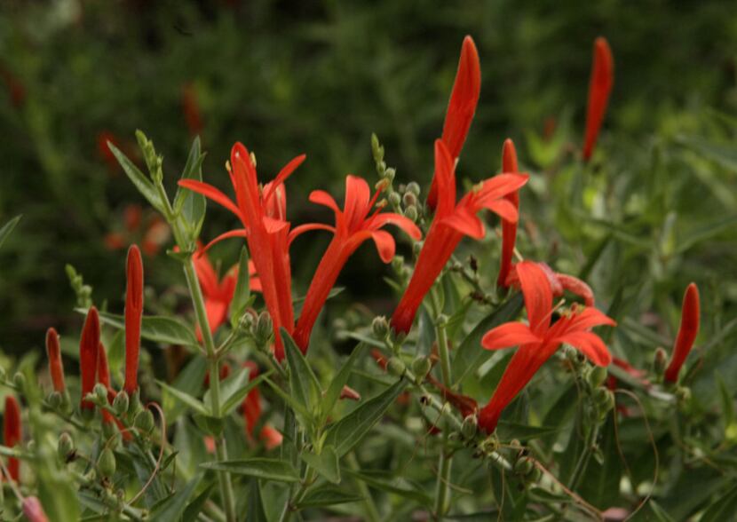 Anisacanthus wrightii (firecracker bush) attracts hummingbirds. It blooms summer through...