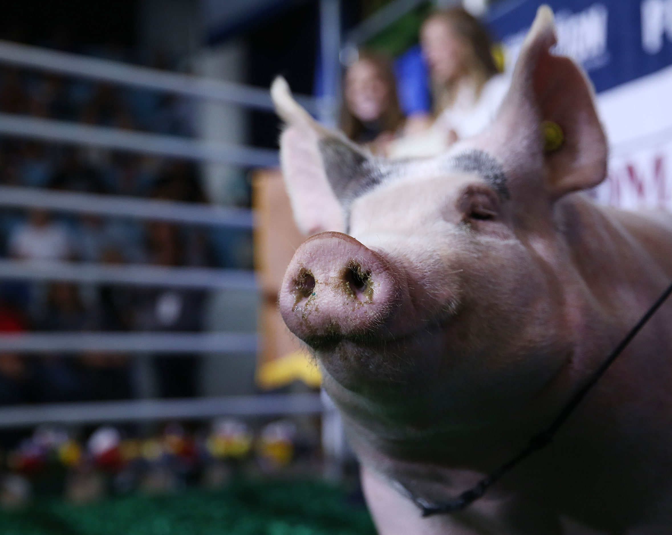 Riley Reep's grand champion barrow stands in the ring while being auctioned during the State...