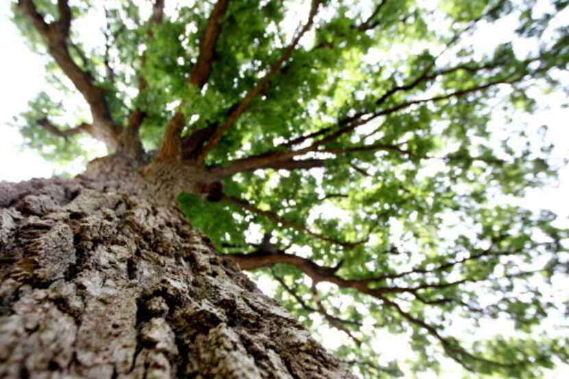 Plano is home to the oldest trees in North Texas and some of the oldest in the state. This...