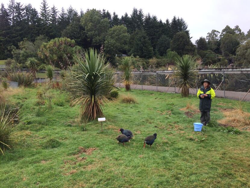 The Bird Lady of the Te Anau Bird Sanctuary feeds three rare flightless Takahe  birds. Only...