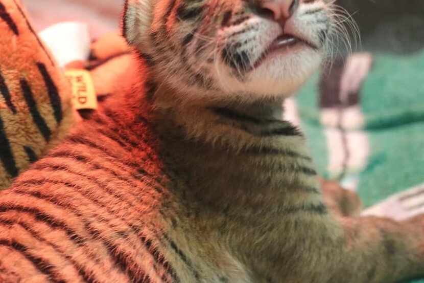 Uno de los tigres recién nacidos en el Zoológico de Dallas. El tigre de Sumatra es una...