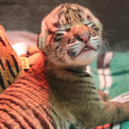 One of the twin Sumatran tiger cubs born Dec. 6, 2021, at the Dallas Zoo.