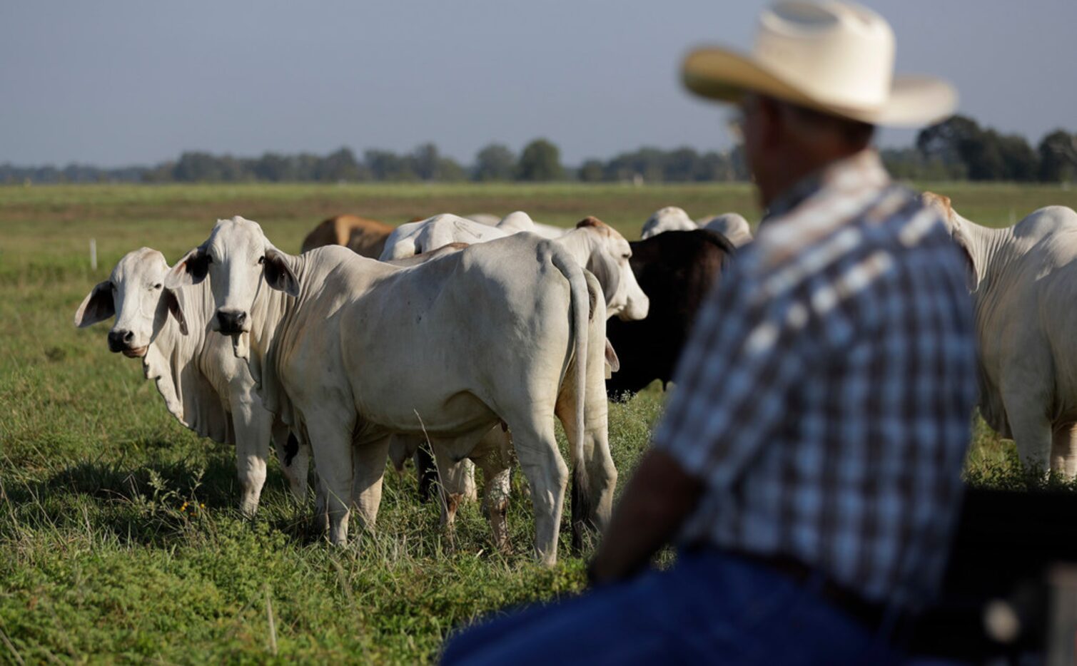 Cattle look back at Coleman Locke as he and his son, John, prepare to shift the herd to...