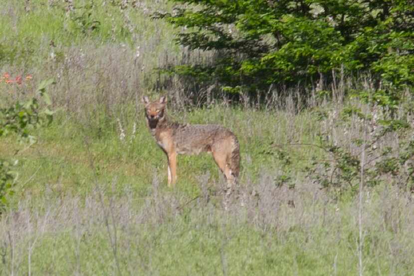 Coyotes have been cropping up with increasing regularity in populated areas, including near...