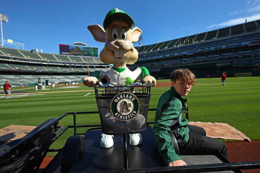 Oakland Athletics' mascot Harvey the Rabbit arrives on the field of the Oakland Coliseum on...