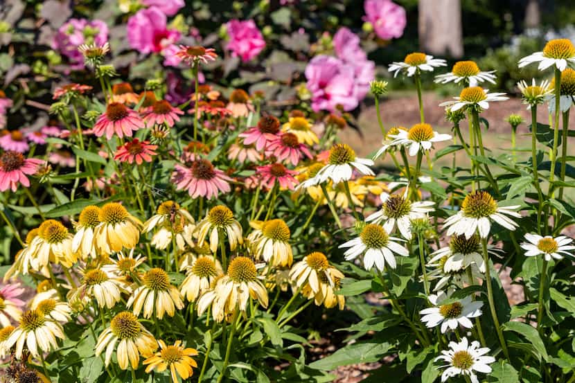  Forehand recommends the use of heat-tolerant and native plants, such as these coneflowers...