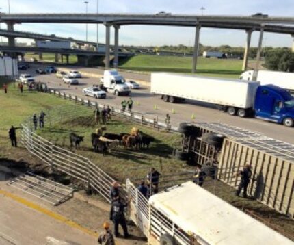  Authorities had to assemble a pen for the cattle beside the busy highway. (David Woo/Staff...