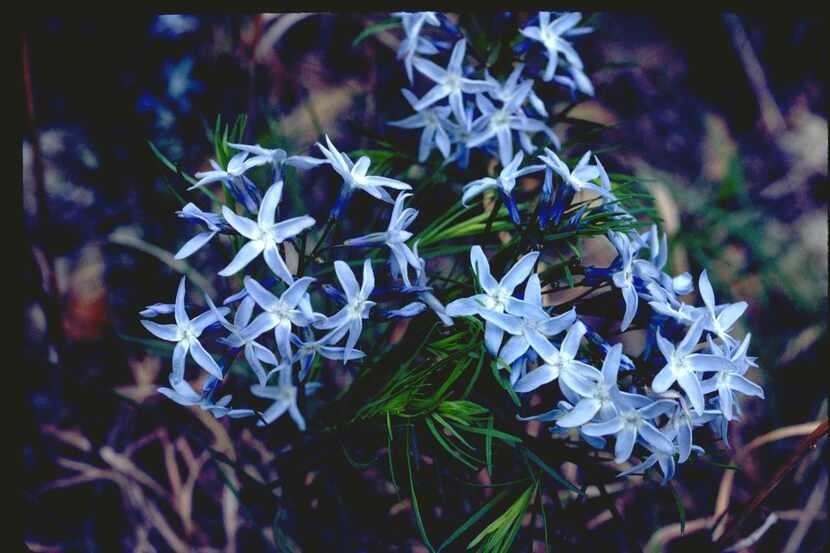 
Texas bluestar (Amsonia ciliata) is a perennial Texas native. This plant becomes aggressive...