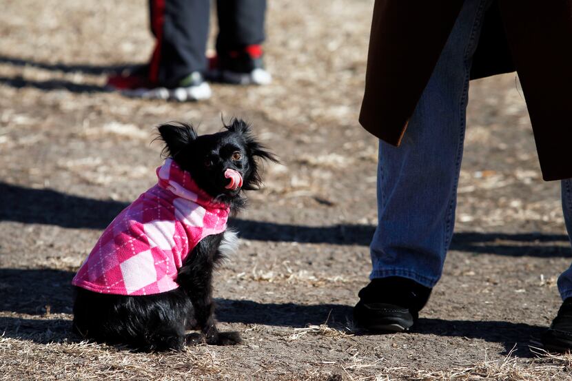 Cassey, a Papillon, braves the cold in a sweater at the White Rock Lake Dog Park.