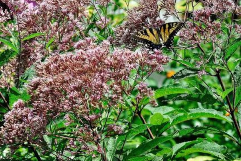 
Joe-Pye weed hybrids are suitable for a cottage garden or a backyard wildlife habitat....