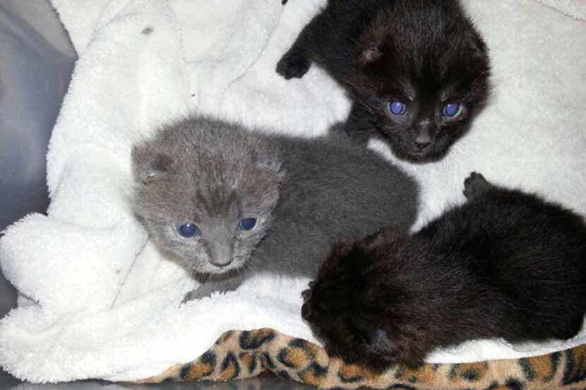 Foster owner Shannon Stout of Little Elm confirmed Wednesday that the kittens are improving,...
