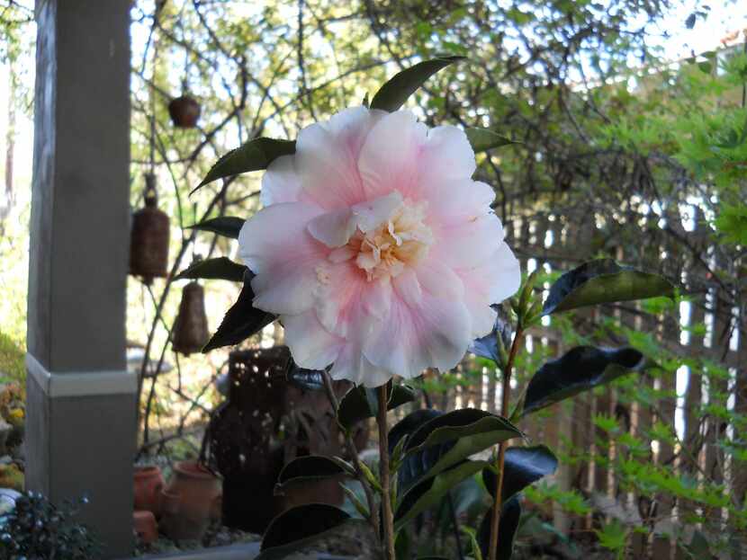 
Described as suitable for a Zen cottage garden, ‘Elegans Splendor’ camellia has 5-inch...