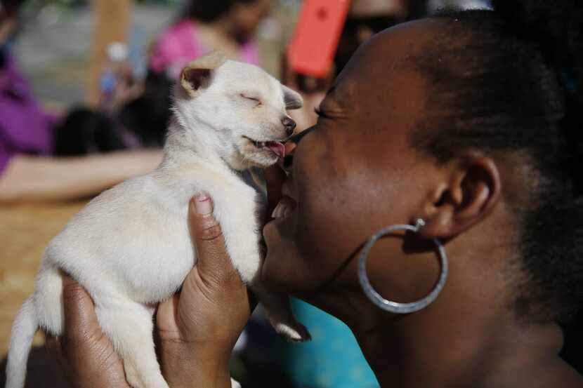 Ebony Johnson, of San Antonio, Texas, is kissed by a puppy chihuahua at the "Smooch a Pooch"...