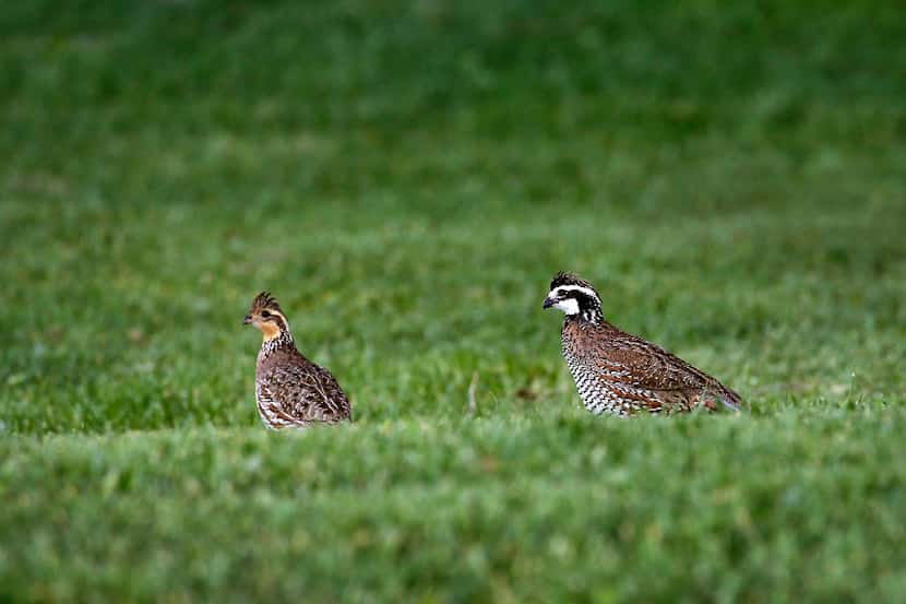 A pair of quail are pictured near The Lodge on businessman T. Boone Pickens  Mesa Vista...