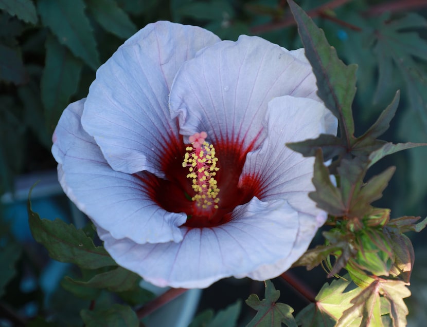 Hardy Hibiscus Summer Spice Cordon Bleu 