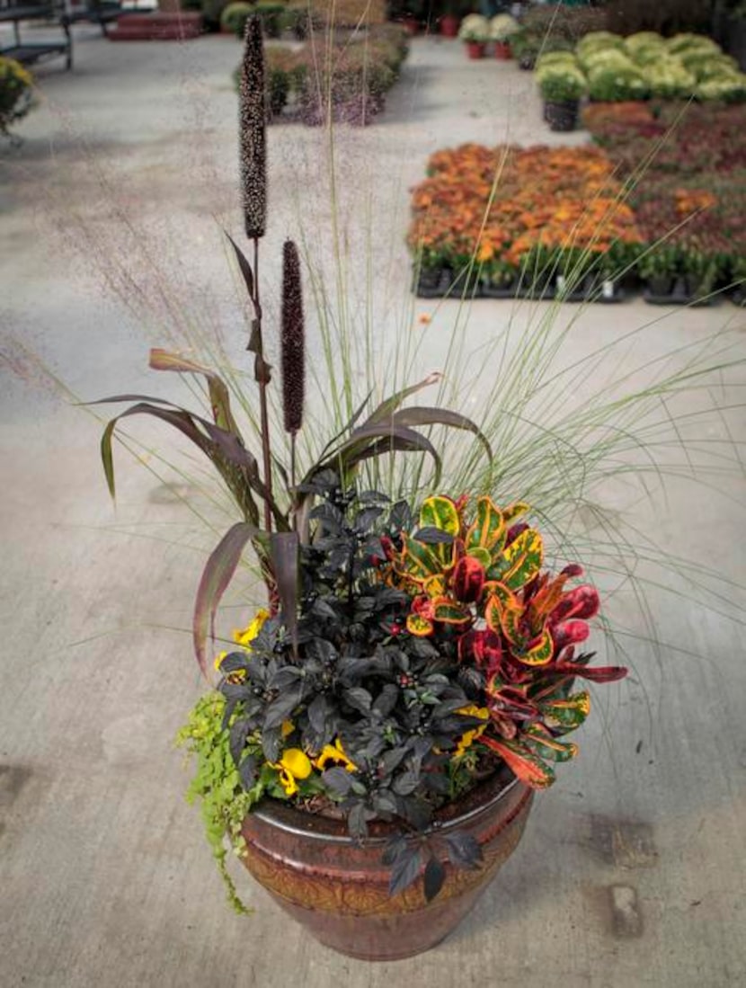 
A pansy bowl features muhly grass in bloom and a ‘Purple Majesty’ millet plant’s seed heads...