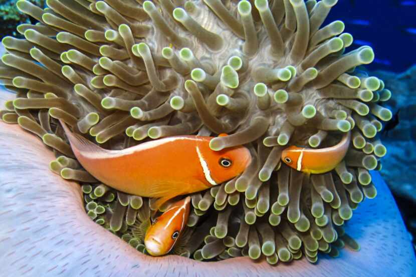Anemone fish on an anemone. Kosrae, Micronesia.