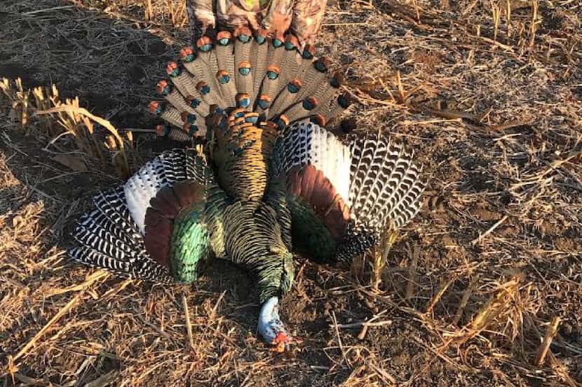 Mandy Murski harvested this Ocellated turkey in the Yucatan jungle. It s one of six turkey...
