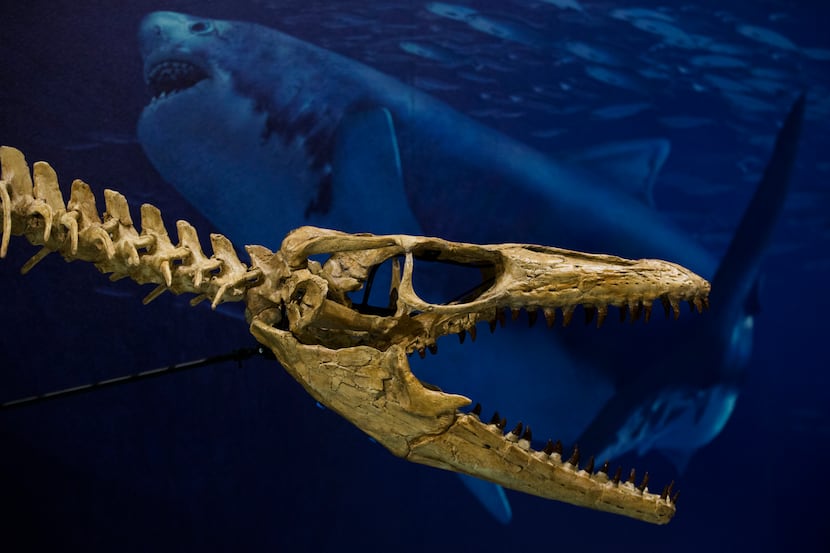 A re-created Prognathodon kianda skull in the "Sea Monsters Unearthed" exhibit on Oct. 23,...