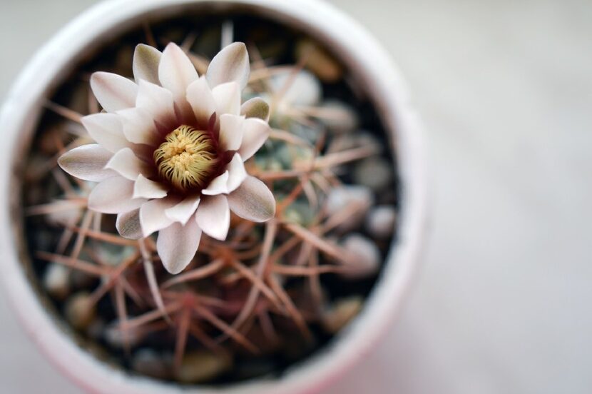 Gymnocalycium plant 