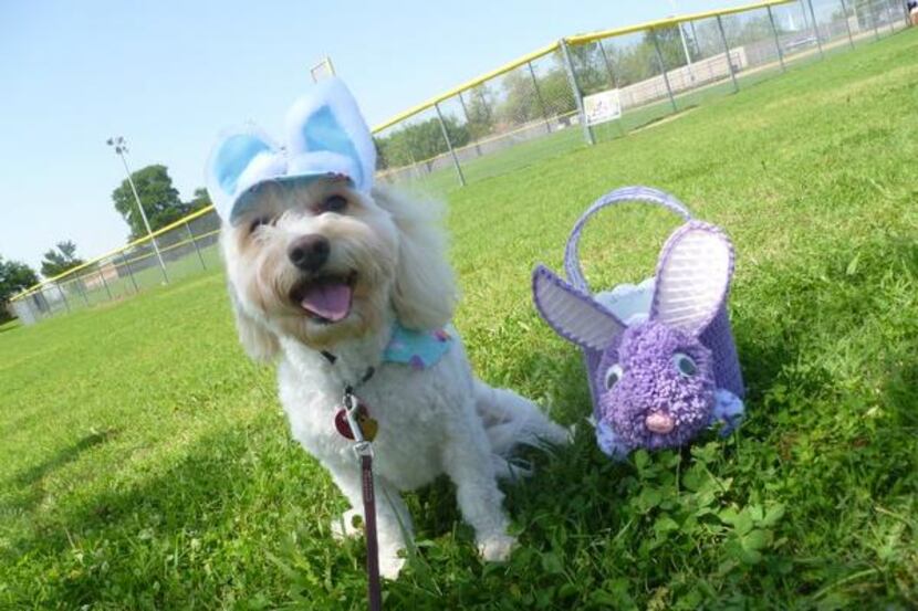 
Rowlett’s Pup-A-Palooza on Sunday features an off-leash Easter egg hunt and best-bonnet...