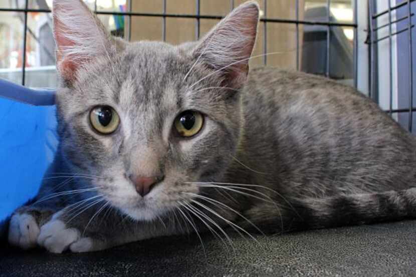 Rex
Age: 6 months
Gender: male
Breed: gray tabby
This kingly kitty deserves such a regal...