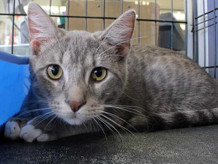 Rex
Age: 6 months
Gender: male
Breed: gray tabby
This kingly kitty deserves such a regal...