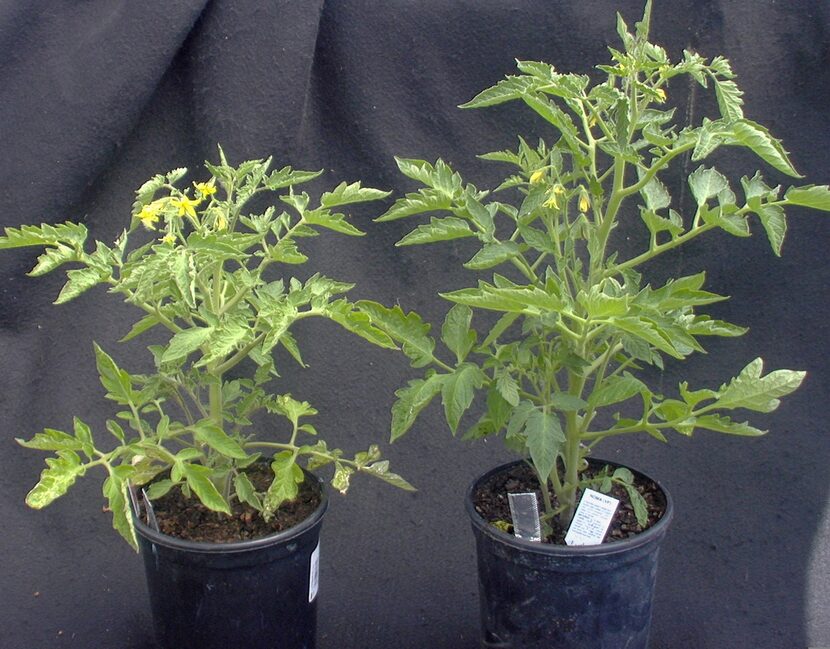 These healthy tomato transplants are ready to set out in the garden.