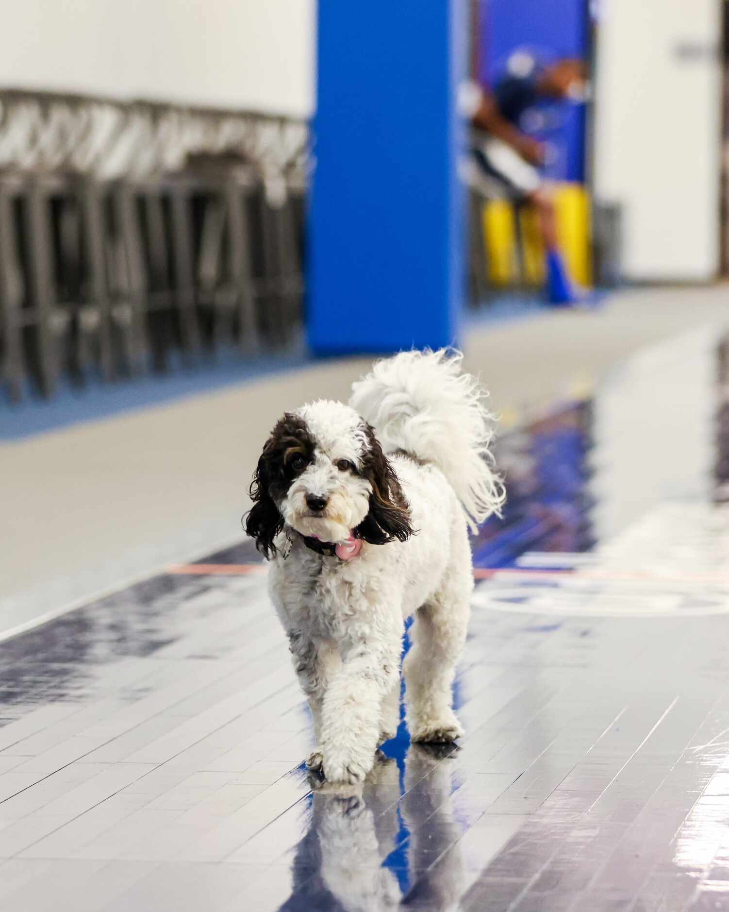 Mavericks emotional support dog Bailey at the team's practice facility.