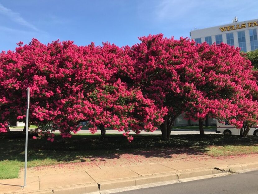 Crape myrtle trees showing off their potential with vibrant blooms.