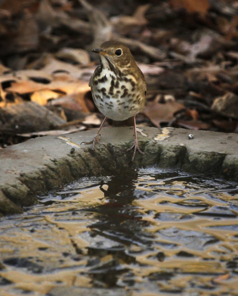 A Hermit Thrush stands by a pool of water at the Dogwood Canyon Audubon Center at Cedar...