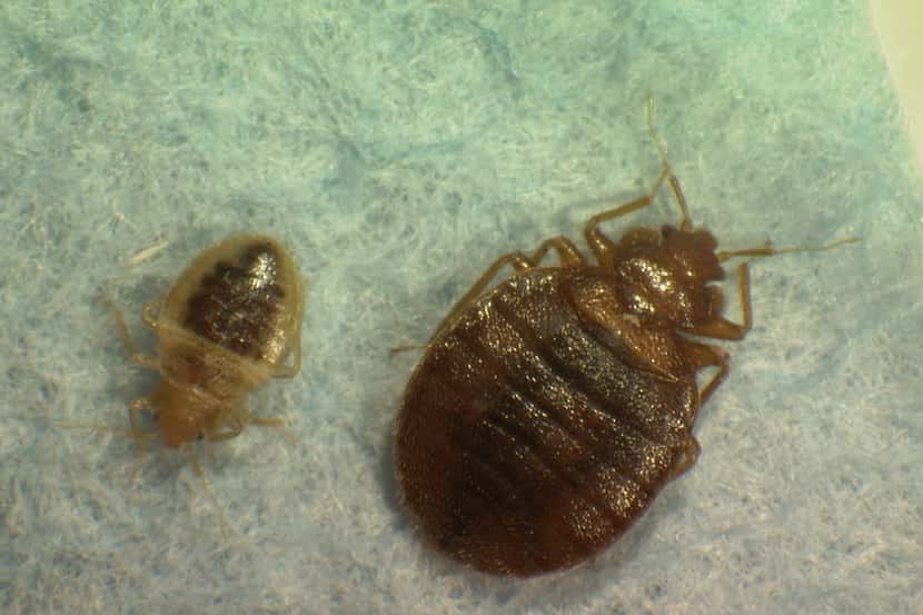Bedbugs.  (AP Photo/Virginia Tech Department of Entomology, Tim McCoy, File)