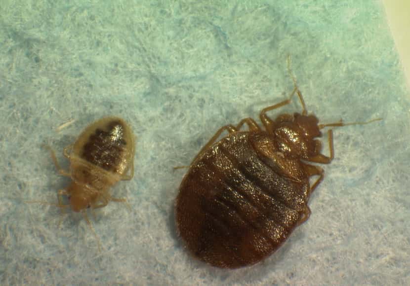 Bedbugs.  (AP Photo/Virginia Tech Department of Entomology, Tim McCoy, File)
