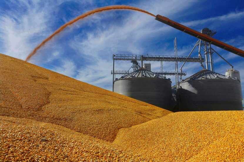 FILE - Central Illinois farmers deposit harvested corn on the ground outside a full grain...
