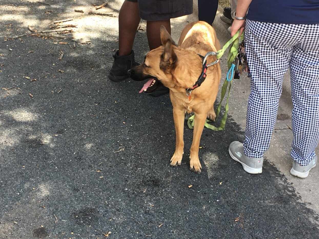 The dog who started a small fire Monday trying to get some pizza made it out of the incident...