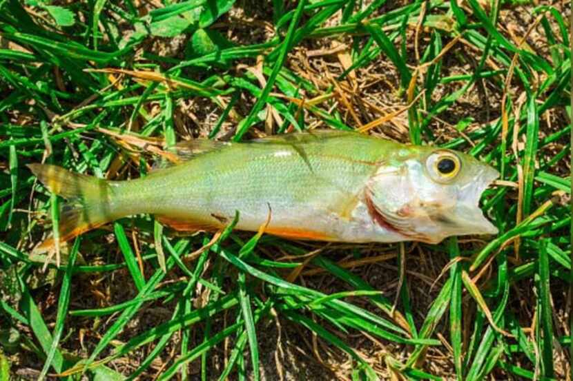 Multiple residents in Texarkana reported seeing fish falling from the sky during a storm in...