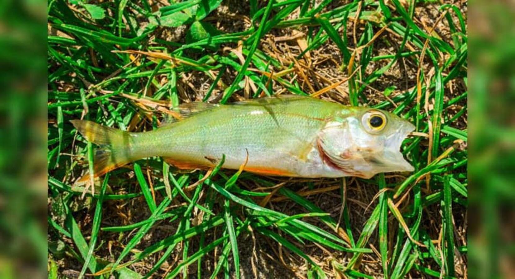 A Strange-Looking Fish, Frozen In Time