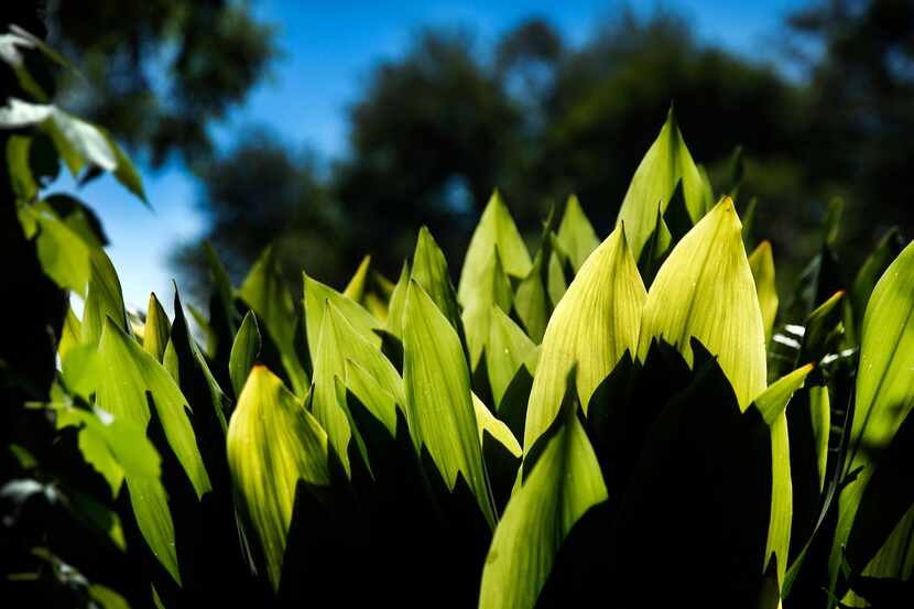 A bit of greenery is shown at Lakeside Park in Dallas, Wednesday, June 18, 2020.