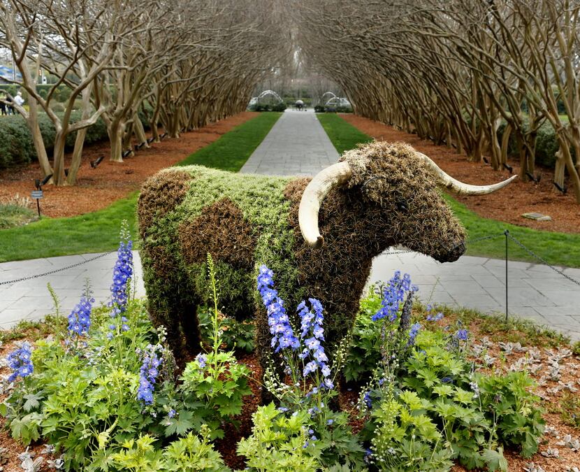 A longhorn topiary at the Dallas Arboretum is part of Dallas Blooms.