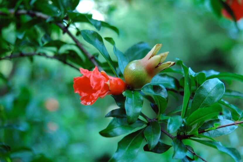 The flowers and fruit of pomegranate are edible.