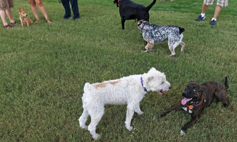 Dogs Ring Rang  (left) and Golda (right) play together at the Bush Central Barkway.